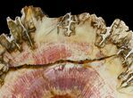 Beautiful Araucaria Petrified Wood Slab - x #6763-1